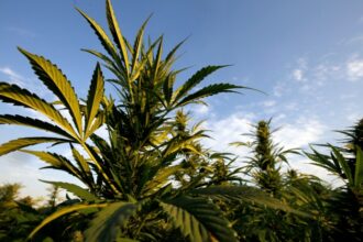 nearly-half-of-young-canadian-adults-use-cannabis:-health-canada