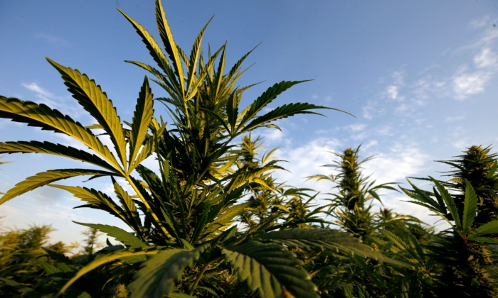nearly-half-of-young-canadian-adults-use-cannabis:-health-canada