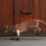 rare-cougar-sighting-reported-in-urban-vancouver,-far-from-wilderness