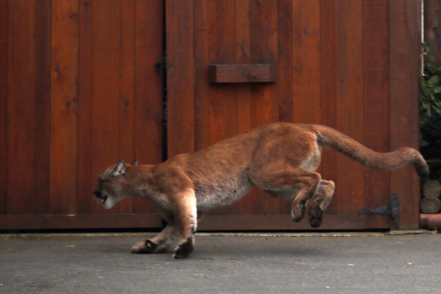rare-cougar-sighting-reported-in-urban-vancouver,-far-from-wilderness