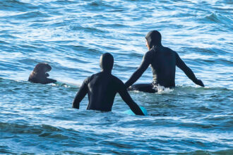 surfing-sea-otter-clambers-onto-board-in-bc,-prompting-warning