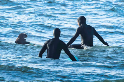surfing-sea-otter-clambers-onto-board-in-bc,-prompting-warning