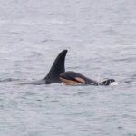 famous-orca-mother-carrying-another-dead-calf-after-losing-second-infant:-researchers