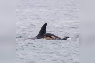 famous-orca-mother-carrying-another-dead-calf-after-losing-second-infant:-researchers