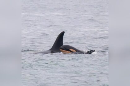 famous-orca-mother-carrying-another-dead-calf-after-losing-second-infant:-researchers