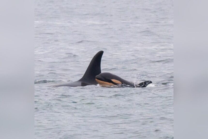 famous-orca-mother-carrying-another-dead-calf-after-losing-second-infant:-researchers