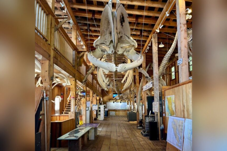 museum-of-whale-skeletons,-painstakingly-rebuilt-over-years,-consumed-by-bc-fire