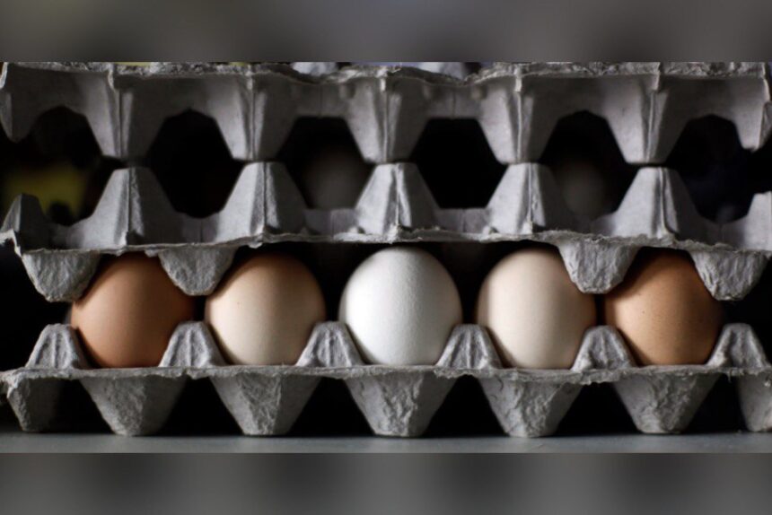 eggs-in-alberta,-bc,-ont,-man,-sask,-recalled-over-salmonella-concerns