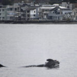 ‘she-has-lost-someone-dear’:-professor-hopes-orca’s-‘grief-swim’-spurs-ethics-rethink