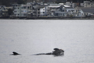 ‘she-has-lost-someone-dear’:-professor-hopes-orca’s-‘grief-swim’-spurs-ethics-rethink