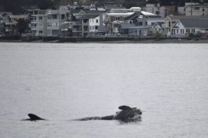 ‘she-has-lost-someone-dear’:-professor-hopes-orca’s-‘grief-swim’-spurs-ethics-rethink