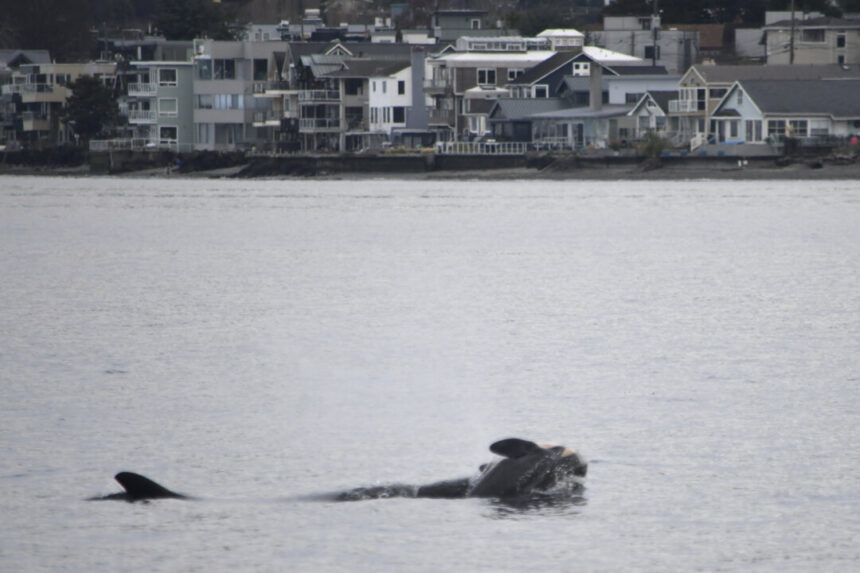 ‘she-has-lost-someone-dear’:-professor-hopes-orca’s-‘grief-swim’-spurs-ethics-rethink