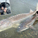 ‘one-of-the-largest-fish-ever-caught’:-angler-reels-in-500-pound-sturgeon-on-fraser-river