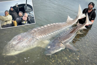 ‘one-of-the-largest-fish-ever-caught’:-angler-reels-in-500-pound-sturgeon-on-fraser-river