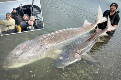 ‘one-of-the-largest-fish-ever-caught’:-angler-reels-in-500-pound-sturgeon-on-fraser-river