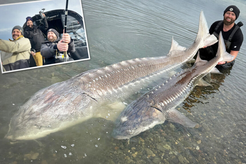 ‘one-of-the-largest-fish-ever-caught’:-angler-reels-in-500-pound-sturgeon-on-fraser-river