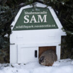 groundhog-day-2025:-willie,-fred-and-sam-at-odds-over-spring’s-arrival