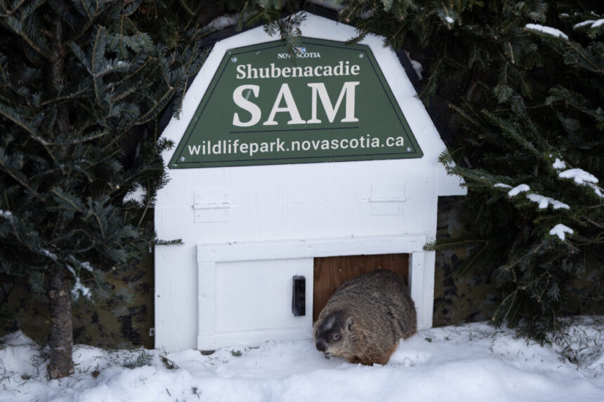 groundhog-day-2025:-willie,-fred-and-sam-at-odds-over-spring’s-arrival