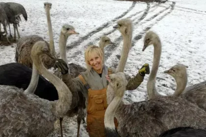 bc-ostriches-spared-culling-over-bird-flu-for-now-as-owners-try-to-get-permanent-reprieve