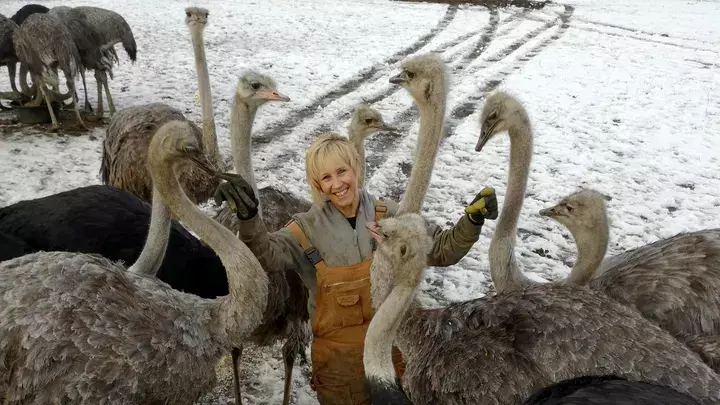 bc-ostriches-spared-culling-over-bird-flu-for-now-as-owners-try-to-get-permanent-reprieve
