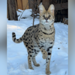 alberta-woman-fined-$15k-for-illegally-possessing-wild-cats