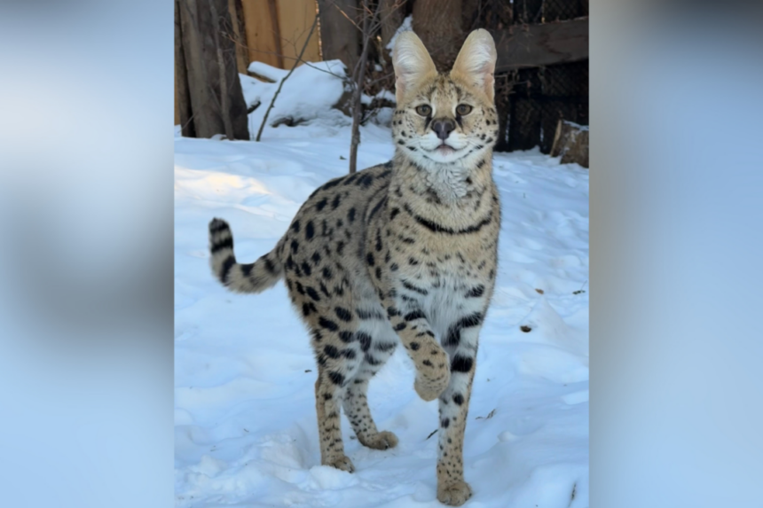 alberta-woman-fined-$15k-for-illegally-possessing-wild-cats