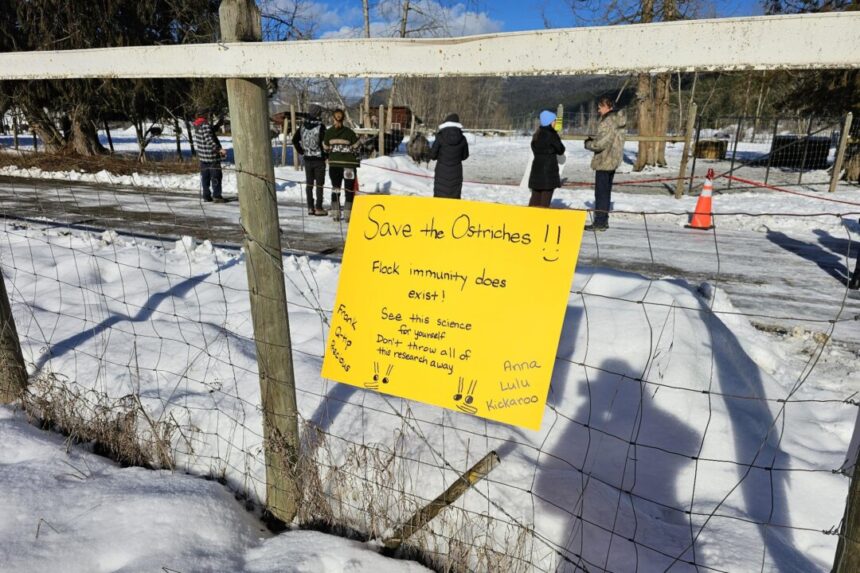 bc-ostrich-farm-owners-fear-flock-will-be-culled-before-judicial-review-due-to-avian-flu