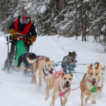 amid-sled-dog-racing-season,-enthusiasts-sing-the-praises-of-the-sport