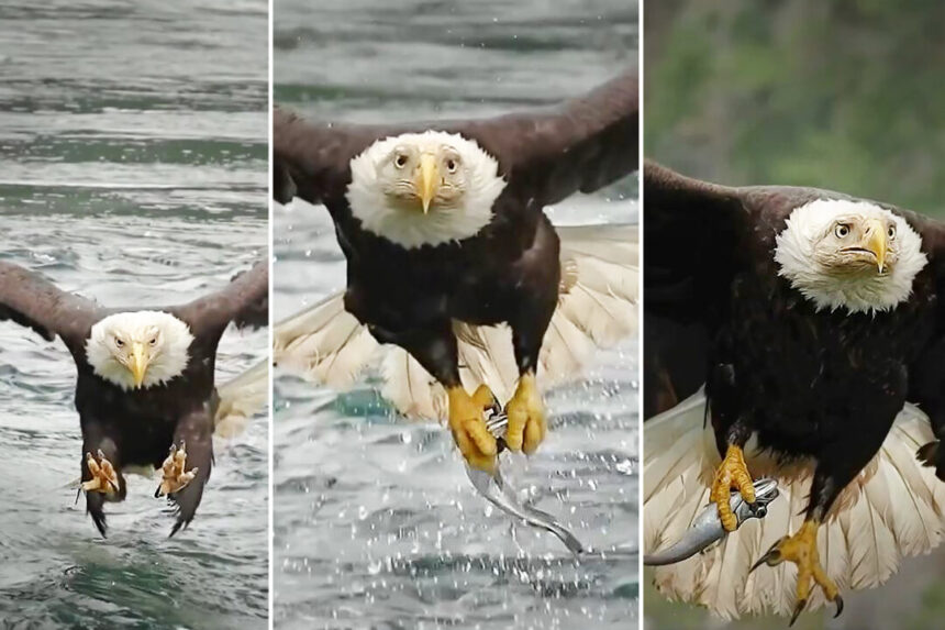 photographer-films-feeding-frenzy-as-eagles-snatch-fish-from-powerful-bc-rapids