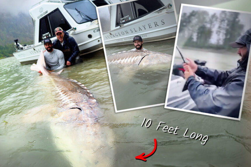 fisherman-snags-10-foot-sturgeon-on-fraser-river—here’s-why-they’re-so-huge