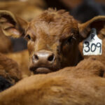 cattle-groups-look-to-diversify-markets,-boost-support-programs