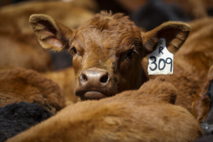 cattle-groups-look-to-diversify-markets,-boost-support-programs