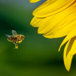 20-percent-of-north-america’s-pollinators-are-at-risk-of-extinction:-study