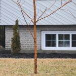 ‘tree-police’:-quebec-town-charges-$200-fee-for-homeowners-with-treeless-yards