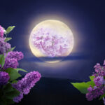 ‘full-flower-moon’-in-may-will-be-a-micro-moon—what-it-means-and-what-to-expect
