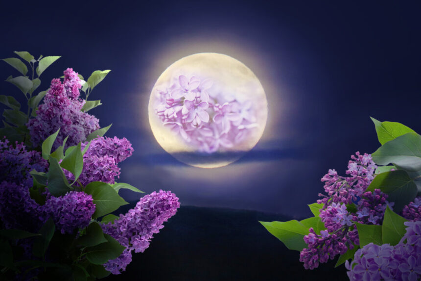 ‘full-flower-moon’-in-may-will-be-a-micro-moon—what-it-means-and-what-to-expect