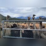 three-mlas-are-supporting-a-bc-farming-family-whose-400-ostriches-are-to-be-culled