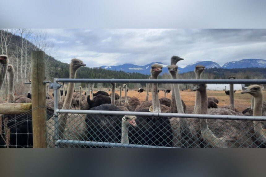 three-mlas-are-supporting-a-bc-farming-family-whose-400-ostriches-are-to-be-culled