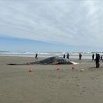 grey-whale-washes-ashore-near-tofino,-bc.-cause-of-death-unknown