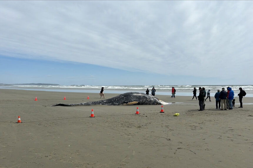 grey-whale-washes-ashore-near-tofino,-bc.-cause-of-death-unknown