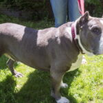 bc-judge-orders-pit-bull-involved-in-killing-of-neighbour’s-dog-to-be-euthanized