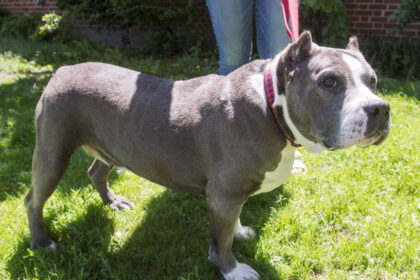 bc-judge-orders-pit-bull-involved-in-killing-of-neighbour’s-dog-to-be-euthanized