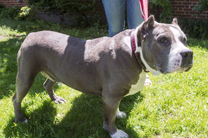 bc-judge-orders-pit-bull-involved-in-killing-of-neighbour’s-dog-to-be-euthanized