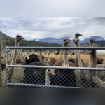 federal-judge-says-cull-of-400-ostriches-at-bc-farm-hit-by-avian-flu-can-proceed