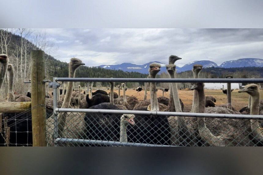 federal-judge-says-cull-of-400-ostriches-at-bc-farm-hit-by-avian-flu-can-proceed