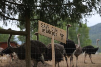 cfia-to-move-forward-with-controversial-bc-ostrich-cull-despite-local-landfill-denial