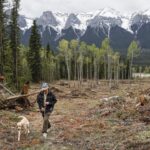logging,-pruning-and-anxiety-in-banff-ahead-of-first-summer-since-jasper-wildfire