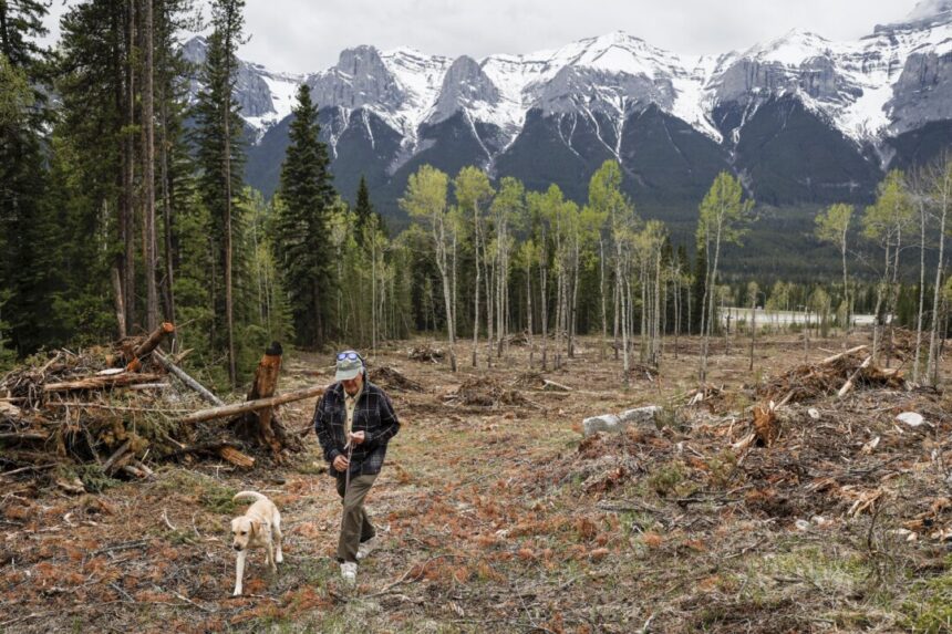 logging,-pruning-and-anxiety-in-banff-ahead-of-first-summer-since-jasper-wildfire