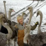 what’s-the-bc-ostrich-cull-order-controversy-all-about?