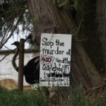 ostriches-at-bc-farm-have-version-of-avian-flu-not-seen-elsewhere-in-canada:-cfia